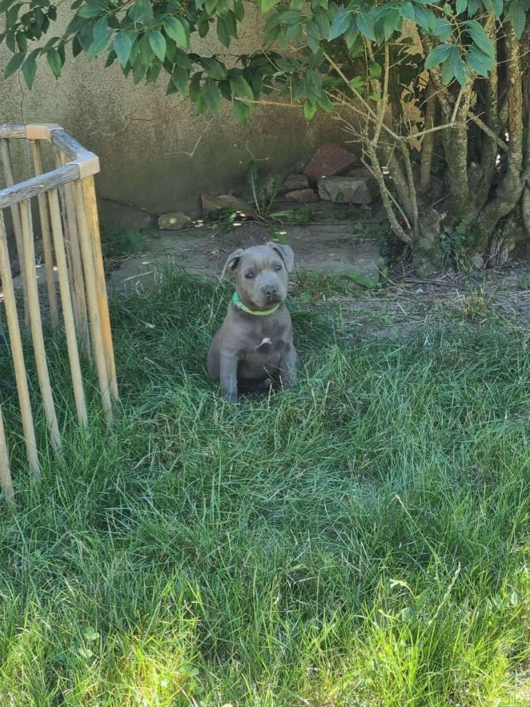 de l'empreinte du bonheur - Chiot disponible  - Staffordshire Bull Terrier