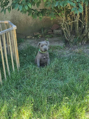 de l'empreinte du bonheur - Staffordshire Bull Terrier - Portée née le 20/04/2022