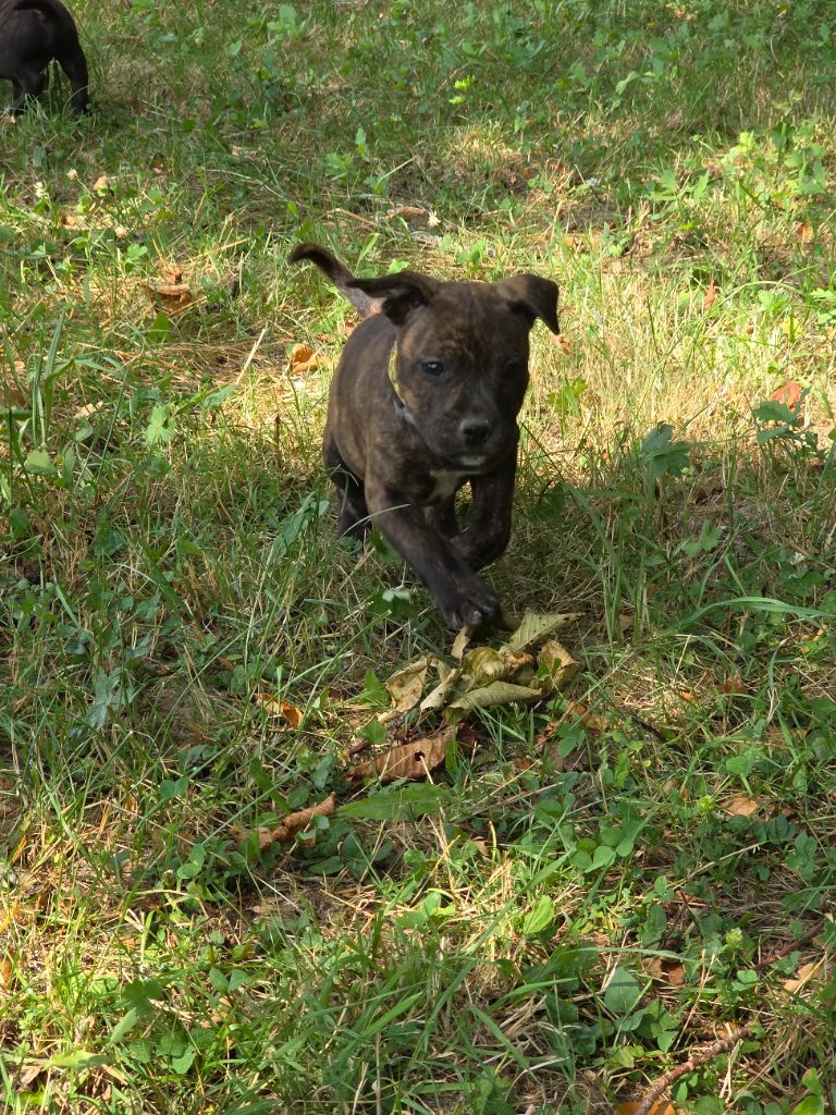 de l'empreinte du bonheur - Chiots disponibles - Staffordshire Bull Terrier