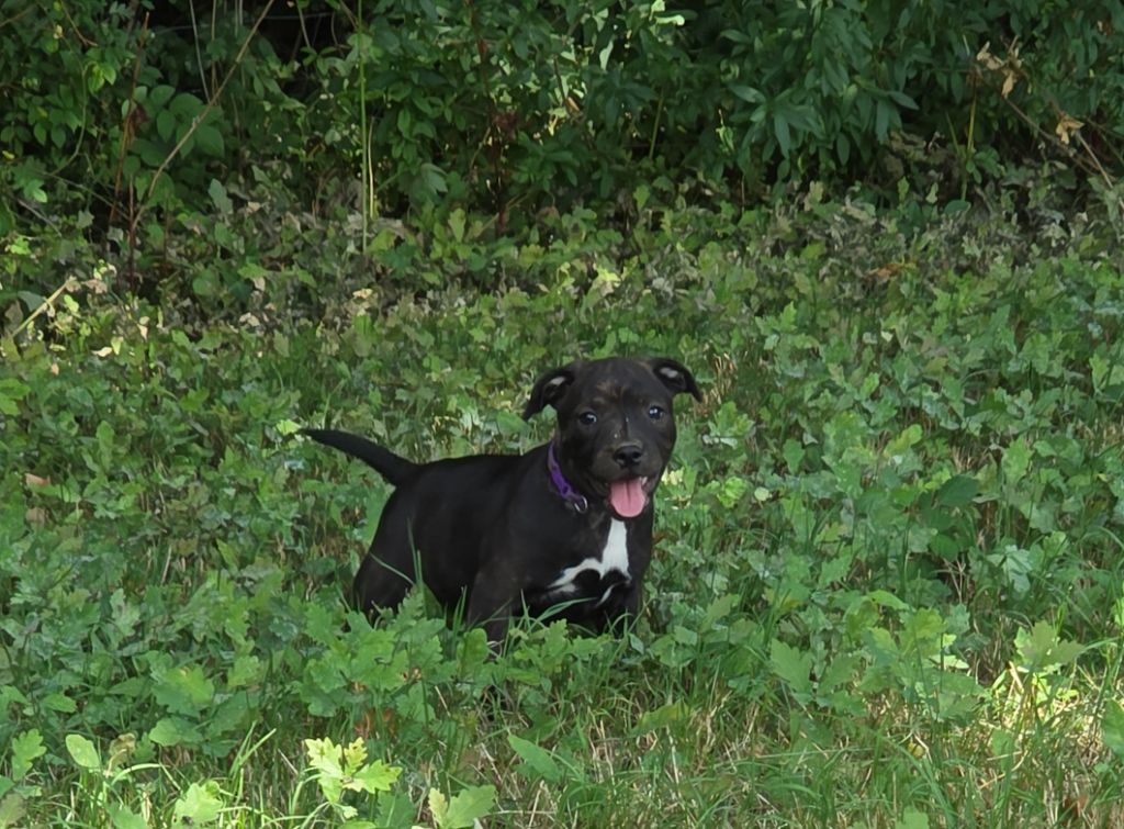 de l'empreinte du bonheur - Chiots disponibles - Staffordshire Bull Terrier