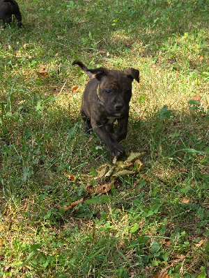 CHIOT 3