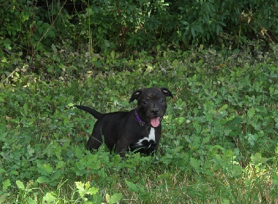 CHIOT 6
