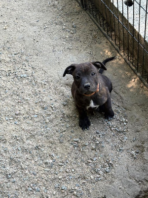 CHIOT 1