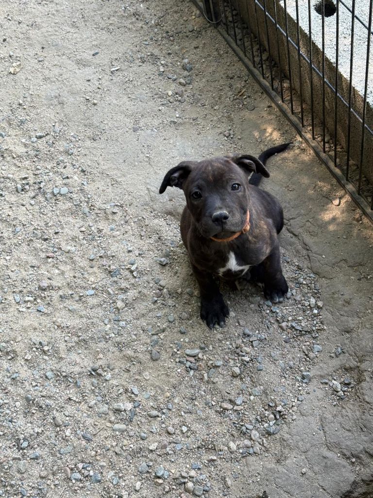 de l'empreinte du bonheur - Chiots disponibles - Staffordshire Bull Terrier
