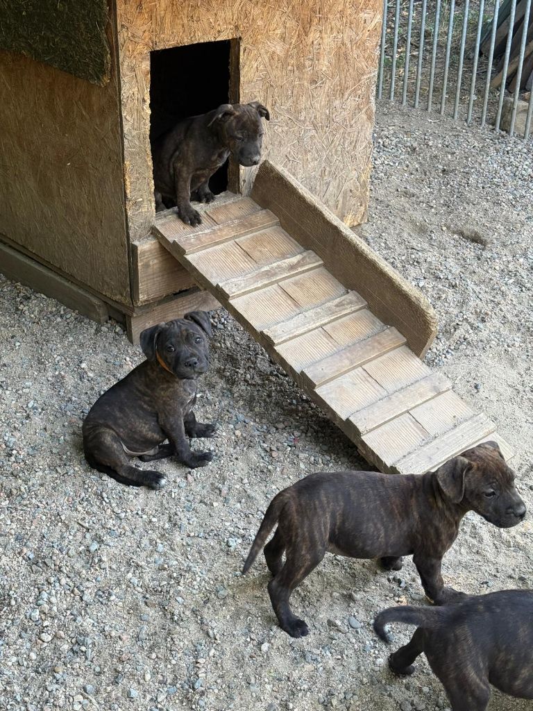 de l'empreinte du bonheur - Chiots disponibles - Staffordshire Bull Terrier